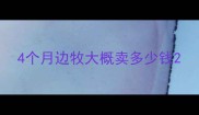 4个月边牧大概卖多少钱