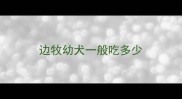 边牧幼犬一般吃多少