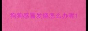 狗狗感冒发烧怎么办呢