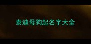 泰迪母狗起名字大全