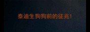 泰迪生狗狗前的征兆