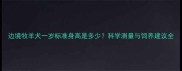 边境牧羊犬一岁标准身高是多少科学测量与饲养建议全