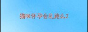 猫咪怀孕会乱跑么