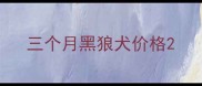 三个月黑狼犬价格