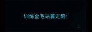 训练金毛站着走路