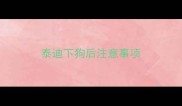 泰迪下狗后注意事项