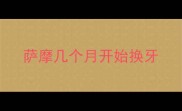 萨摩几个月开始换牙