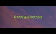 哈尔滨金毛幼犬价格