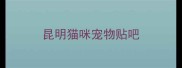昆明猫咪宠物贴吧