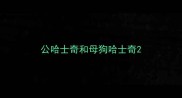 公哈士奇和母狗哈士奇