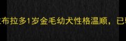 广州领养小拉布拉多1岁金毛幼犬性格温顺已驱虫疫苗齐全