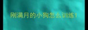 刚满月的小狗怎么训练