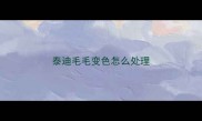 泰迪毛毛变色怎么处理