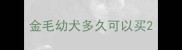 金毛幼犬多久可以买