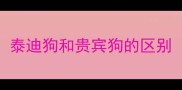 泰迪狗和贵宾狗的区别