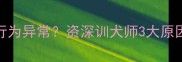 边境牧羊犬为何行为异常资深训犬师3大原因及科学纠正方案