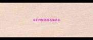 金毛的智商排名第几名