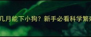 萨摩耶几月能下小狗新手必看科学繁殖指南