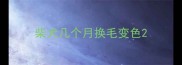 柴犬几个月换毛变色