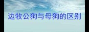 边牧公狗与母狗的区别