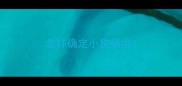 怎样确定小狗螨虫