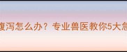 两个月大的比熊犬腹泻怎么办专业兽医教你5大急救措施和预防方案