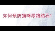 如何预防猫咪尿路结石