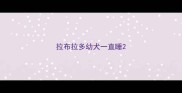 拉布拉多幼犬一直睡