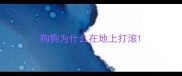 狗狗为什么在地上打滚