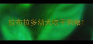 拉布拉多幼犬吃干狗粮
