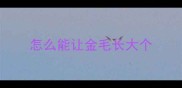 怎么能让金毛长大个