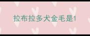 拉布拉多犬金毛是