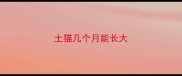 土猫几个月能长大