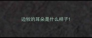 边牧的耳朵是什么样子
