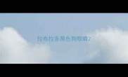 拉布拉多黑色狗眼睛