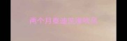 两个月泰迪洗澡吹风