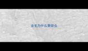 金毛为什么要驱虫