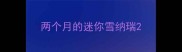 两个月的迷你雪纳瑞