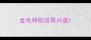 金毛特别容易兴奋