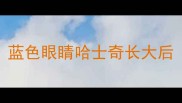 蓝色眼睛哈士奇长大后