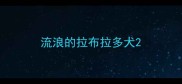流浪的拉布拉多犬