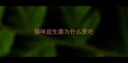 猫咪益生菌为什么要吃