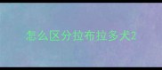 怎么区分拉布拉多犬