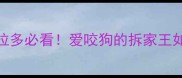 开箱测评养拉布拉多必看爱咬狗的拆家王如何逆袭成社牛犬