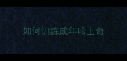 如何训练成年哈士奇
