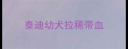泰迪幼犬拉稀带血