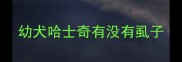 幼犬哈士奇有没有虱子