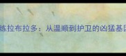 如何科学训练拉布拉多从温顺到护卫的凶猛基因激活指南