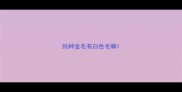 纯种金毛有白色毛嘛