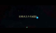 巴哥犬几个月成型